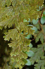 Hymenophyllum frankliniae