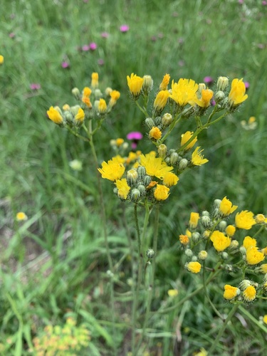 chlpánik (Pilosella)