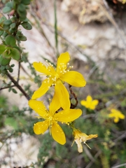 Hypericum thymifolium