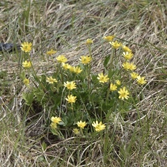 Ranunculus peduncularis