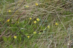 Ranunculus peduncularis