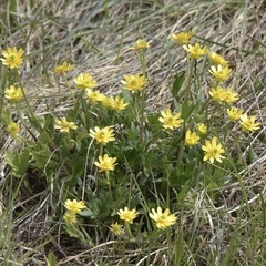 Ranunculus peduncularis