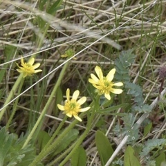 Ranunculus peduncularis