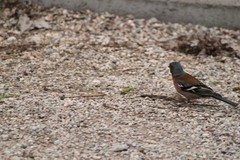 Fringilla coelebs