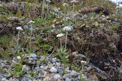Primula magellanica