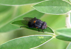 Helophilus hochstetteri