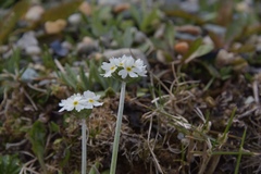 Primula magellanica