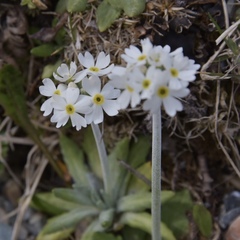 Primula magellanica