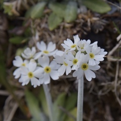 Primula magellanica