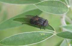 Helophilus hochstetteri