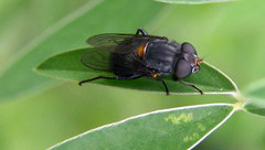 Helophilus hochstetteri