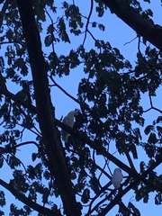 Cacatua goffiniana