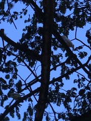 Cacatua goffiniana