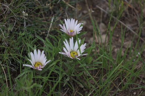 Image of Townsendia grandiflora by no rights reserved