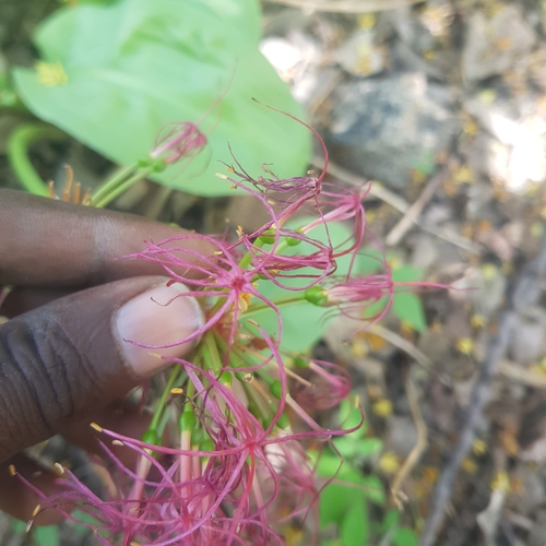 Amaryllidaceae image