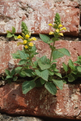 Lindenbergia philippensis