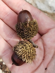 Quercus ithaburensis