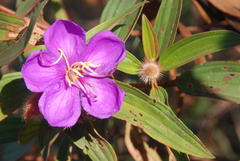 Melastoma sanguineum