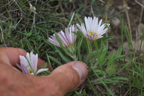 Image of Townsendia grandiflora by no rights reserved