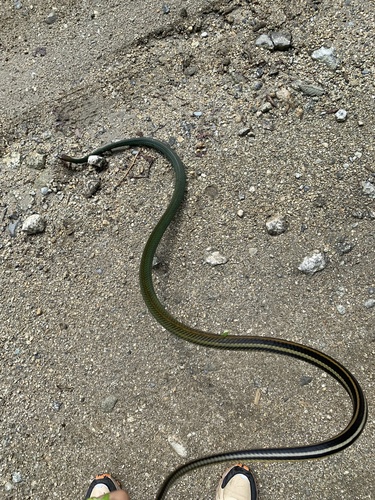 Green Rat Snake