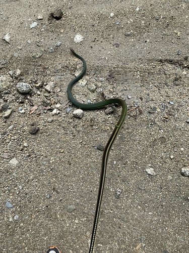 Green Rat Snake