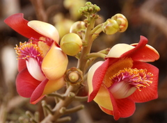 Couroupita guianensis