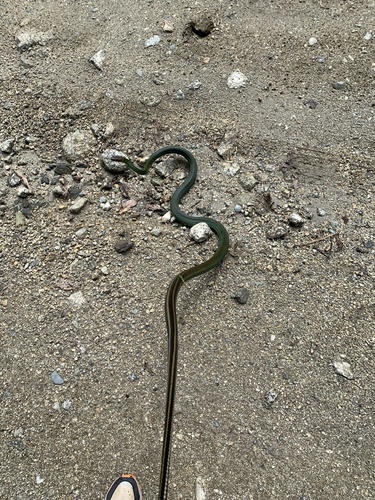 Green Rat Snake