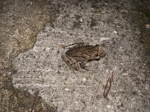 Glandular Horned Toad, Xenophrys glandulosa