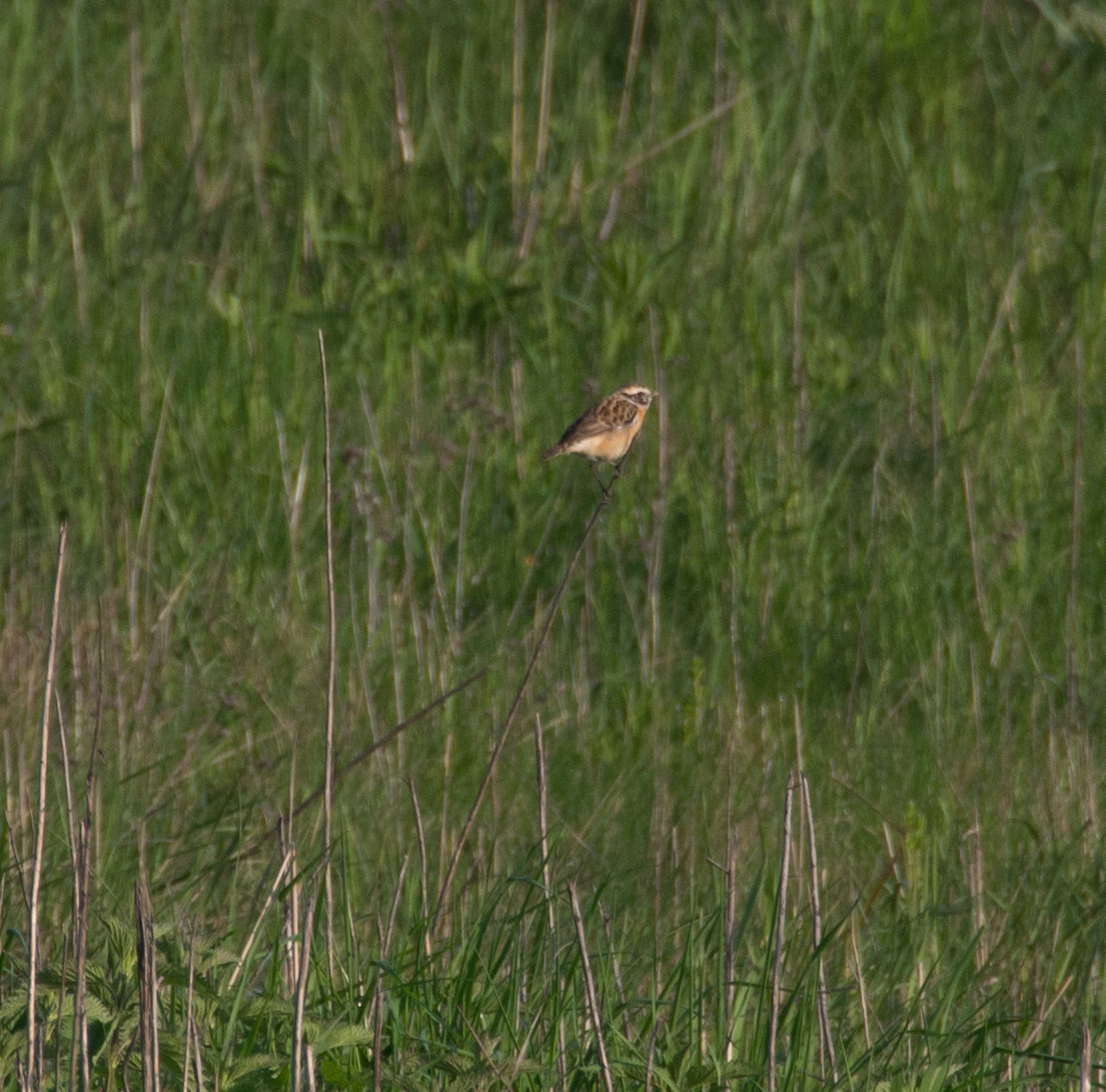 Whinchat