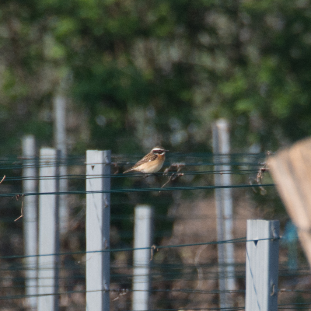 Whinchat