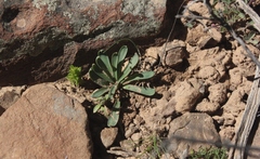 Gethyllis roggeveldensis