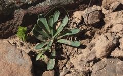 Gethyllis roggeveldensis