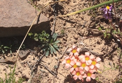 Gethyllis roggeveldensis