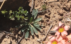 Gethyllis roggeveldensis