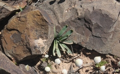 Gethyllis roggeveldensis