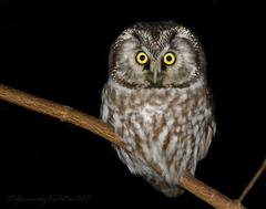 Boreal Owl photo 5