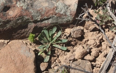 Gethyllis roggeveldensis