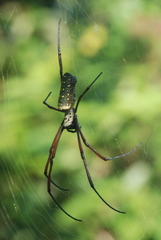 Trichonephila antipodiana