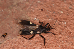 Acanthaspis obscura