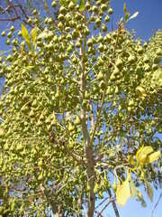 Codonocarpus cotinifolius