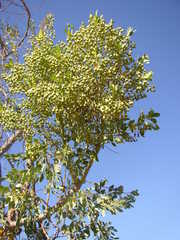 Codonocarpus cotinifolius