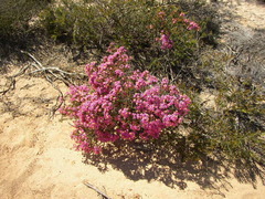 Calytrix brevifolia