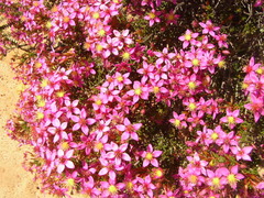 Calytrix brevifolia