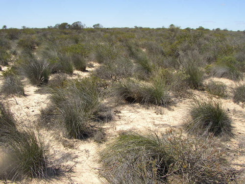 Ecdeiocolea monostachya (Ecdeiocolea monostachya)