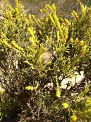 Synaphea spinulosa spinulosa