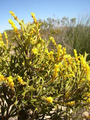 Synaphea spinulosa spinulosa