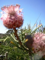 Isopogon divergens