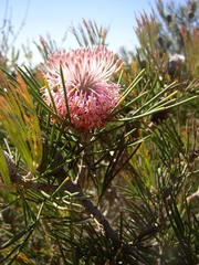 Isopogon divergens