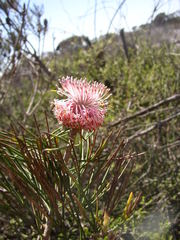 Isopogon divergens