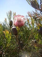 Isopogon divergens